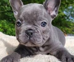 We have  French Bulldog puppies 