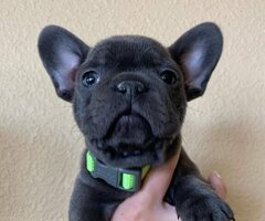 We have  French Bulldog puppies  - 2