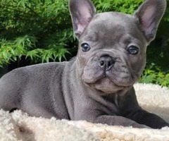 We have  French Bulldog puppies  - 3