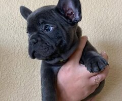 We have  French Bulldog puppies  - 4