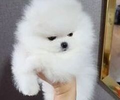 Pomeranian Puppies Available For new homes