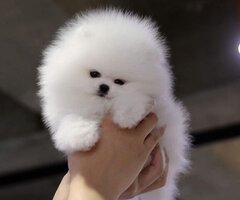 Pomeranian Puppies Available For new homes - 2