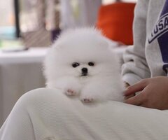 Pomeranian Puppies Available For new homes - 3